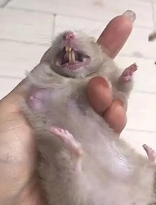 原创仓鼠牙齿太长女子拿出指甲剪就是咔嚓一刀看得心都揪了起来