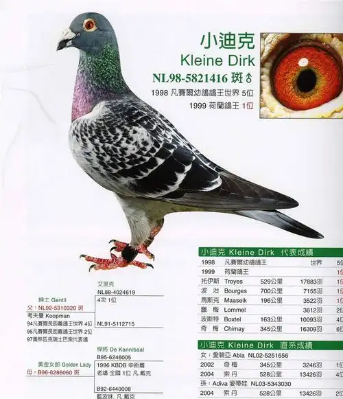 专题名称考夫曼铭鸽