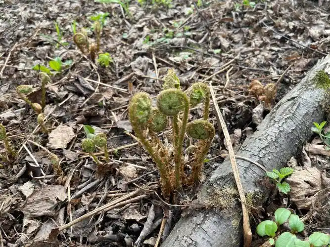 这种蕨菜可以吃吗