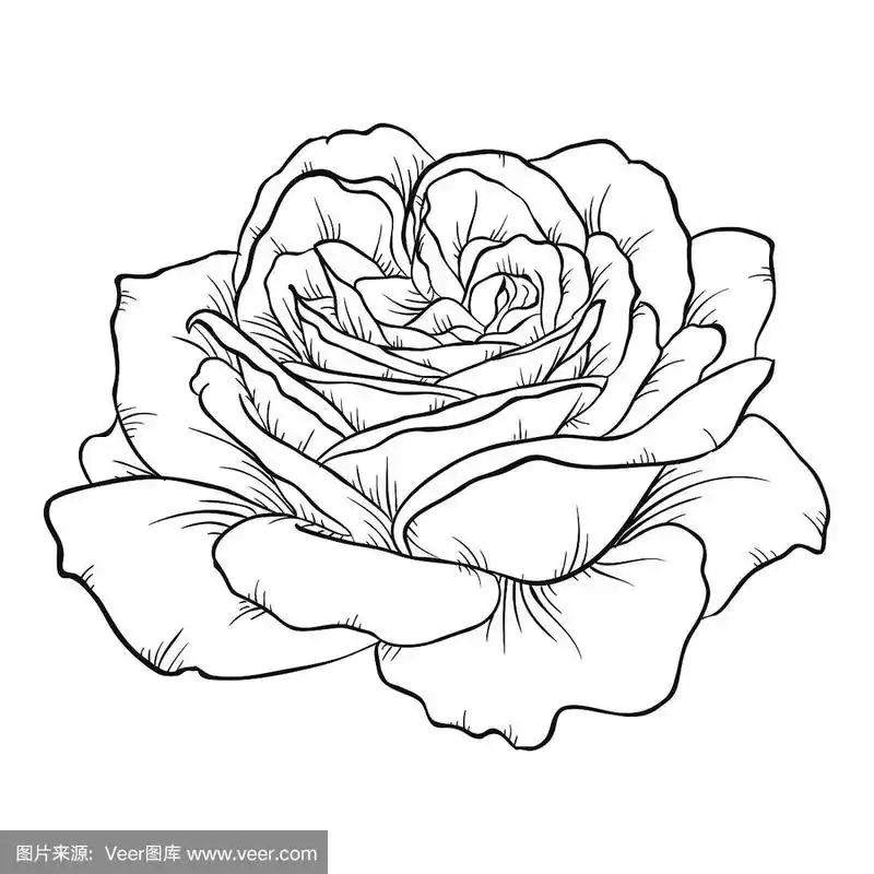 孤立在白色背景上的黑白玫瑰.