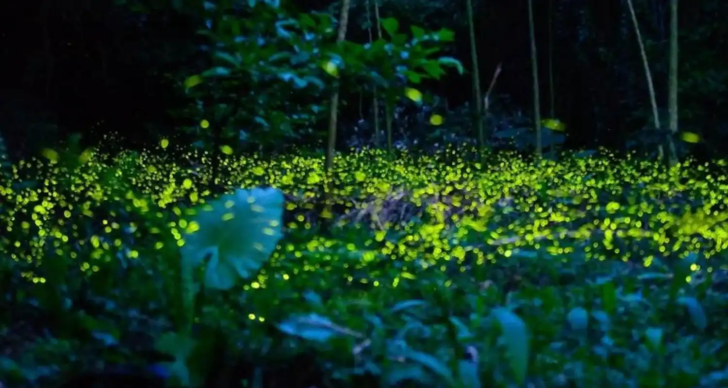 世界奇观 萤火虫洞——新西兰 成千上万的萤火虫在岩洞内熠熠生辉,灿