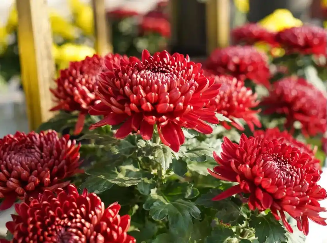 来兴庆公园菊花展打卡啦,展出的品种繁多,花色娇艳欲滴.菊,它 - 抖音