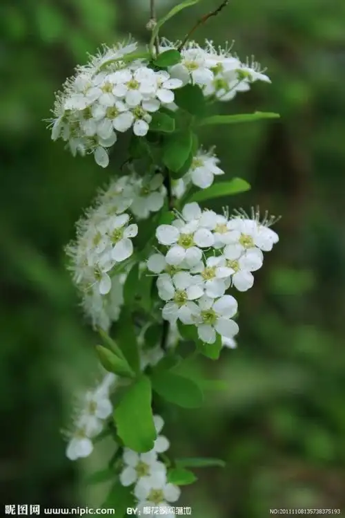 花期:6—8月 送花对象:朋友,友人,同事,家人 花语:友情,努力 珍珠梅原