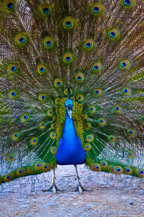 近距离展示其美丽的羽毛的孔雀照片-正版商用图片19i2hi-摄图新视界