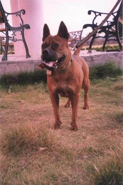 【转贴】中国重庆川东猎犬(支持国货)