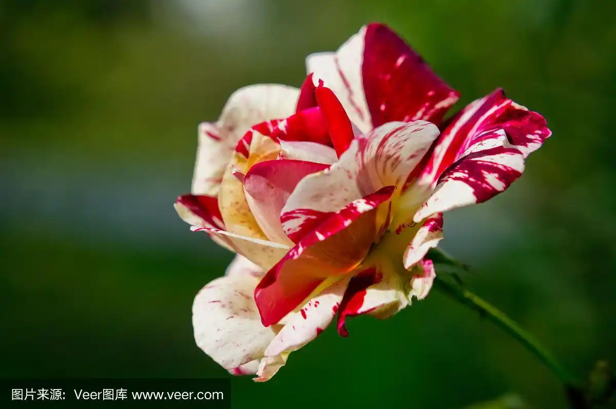 红白相间的条纹玫瑰