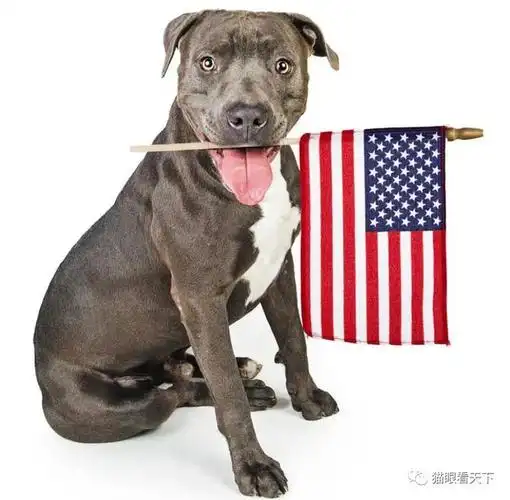 公知们的痛苦时刻:国籍一换系列