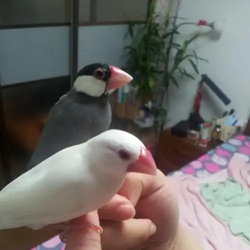 想辨别家中文鸟公母?