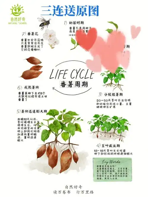 红薯的户外研学亲子活动怎么做周末遛娃