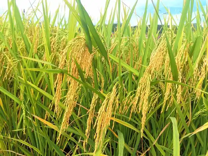 得胜镇三百亩水稻喜获丰收