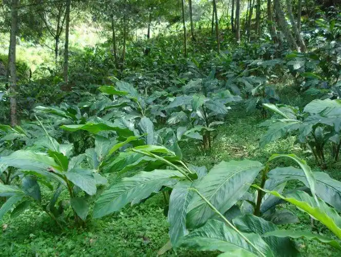 草果- 热门商品专区