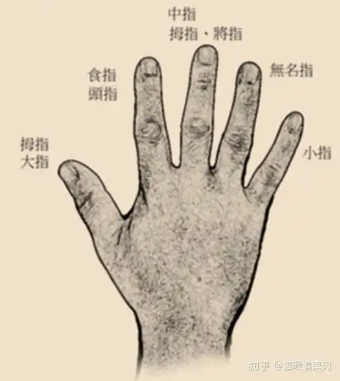 各个手指的名称本节要点:执管,是最好的执笔方法.