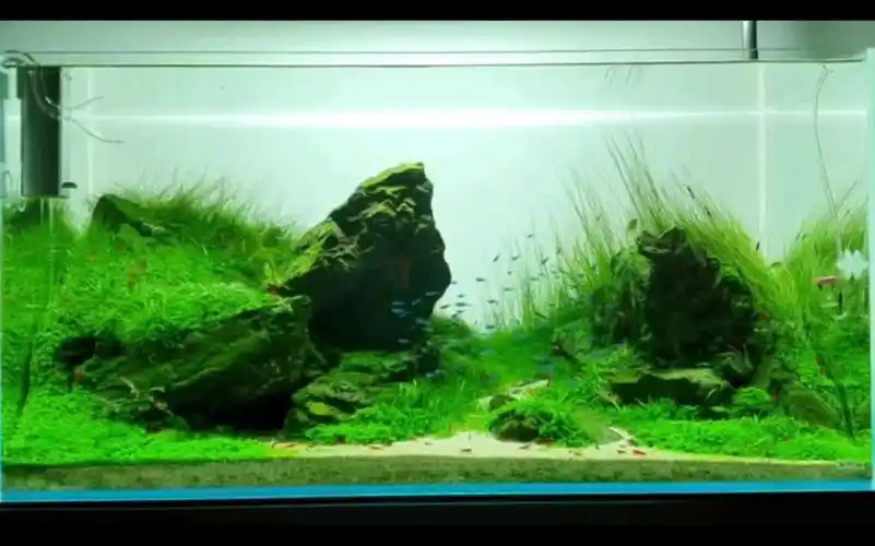 【草缸欣赏】90cm 清新石景缸 水草造景