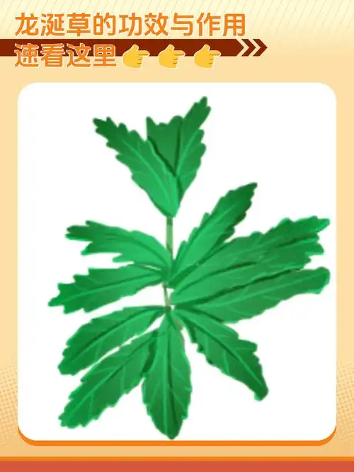 龙涎草的功效与作用是什么?速看这里