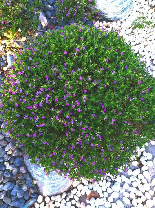 萼距草,亦称紫色满天星