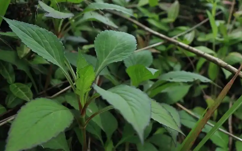 清凉的夏日料理食——败酱草