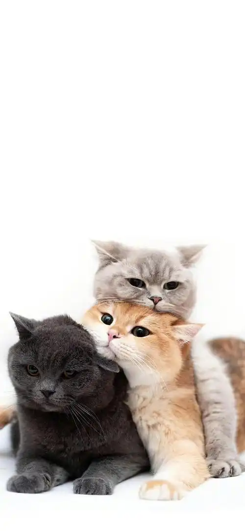 可爱猫咪喵星人手机壁纸头像背景图萌宠#锁屏壁纸##可爱的终点是奶猫