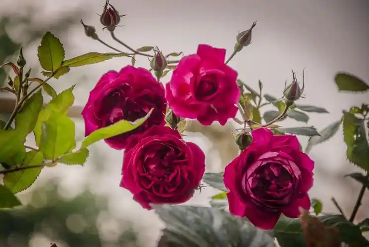 软香红  中国古老月季