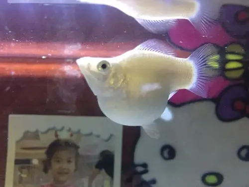 没有下崽的征兆.