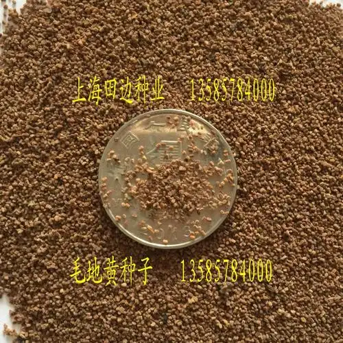 精品毛地黄种子 洋地黄,自由钟,指顶花,金钟,心脏草