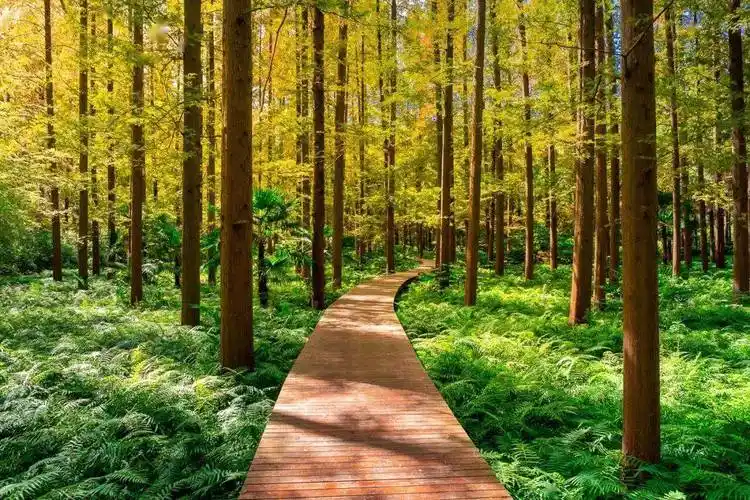 客房自带阳台美景入室!春日森林秘境漫步