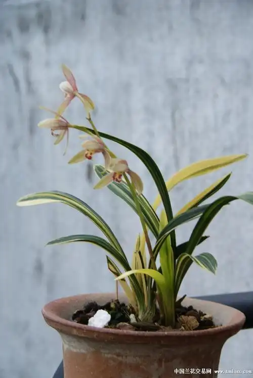四季达摩-建兰篇-中国兰花交易网社区