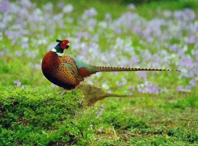 其它 五色斑斓的环颈雉鸡 写美篇            环颈雉鸡俗称野鸡或山鸡
