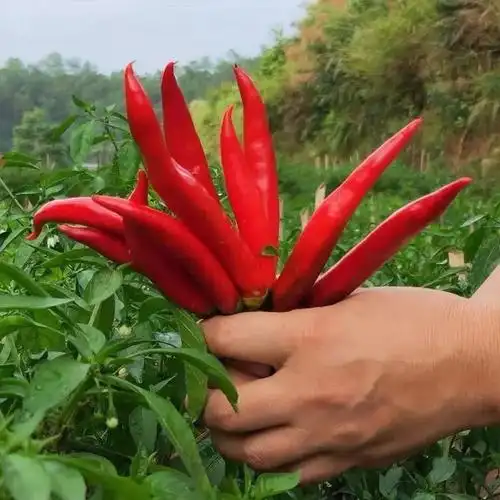 媚调美人椒 微辣红泡椒大红椒辣椒酱新鲜农家自种现摘批发 美人椒3斤