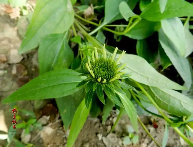 a52,松果菊2-开花过程