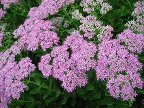 每日一花 | 花色艳丽的八宝景天