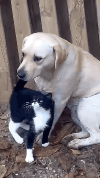 狗狗gif人家要抱抱嘛gif可爱gif