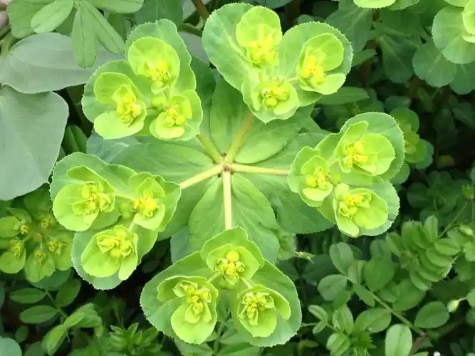 急急急~~~ 这是什麼草? 在线等回答