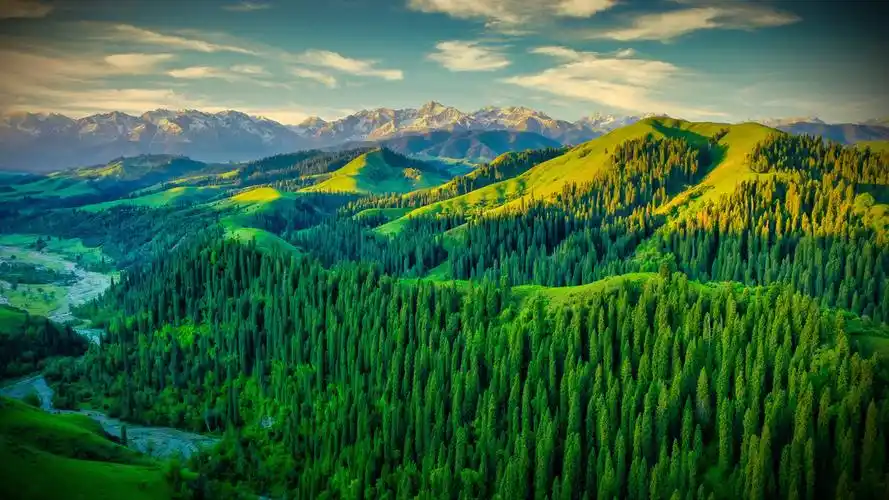 库尔德宁的夏天