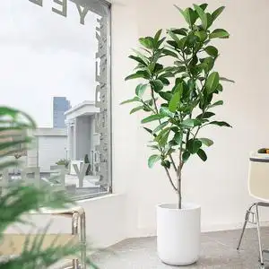 高山榕大盆栽老桩造型榕树大叶盆景北欧室内落地客厅绿植大型植物