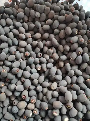 种子荷花1件100粒包邮红开口带壳莲子微山湖莲花莲子