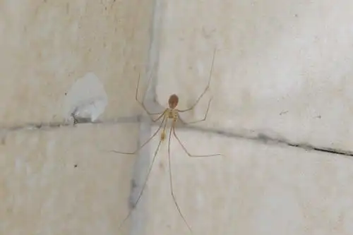 【原创】首个以深圳命名的蜘蛛诞生!