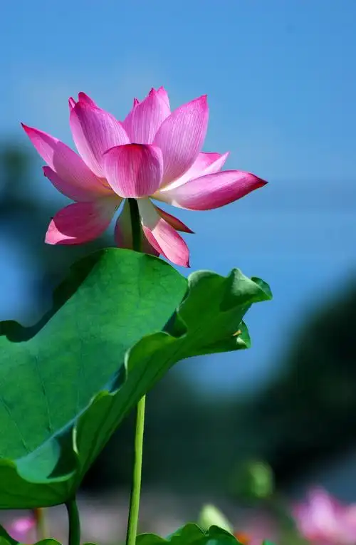 掩映在绿叶中的夏日荷花图片花卉鲜花花朵莲花荷花