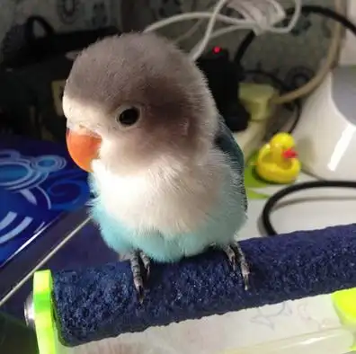 活体鹦鹉 宠物鸟特色牡丹普兰白面观赏鸟单只