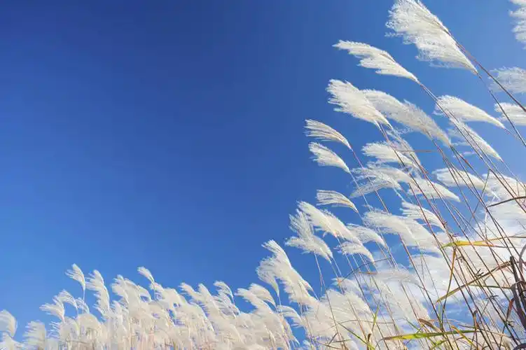 天空,阳光,自然,天,景色,晴朗,自然风光,万里无云,芦芛,芦,苇,晴空