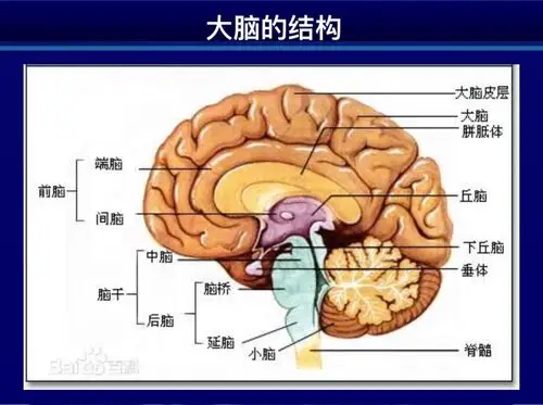 "大脑——人类之灵"记成外附小五·十二班科普知识讲座