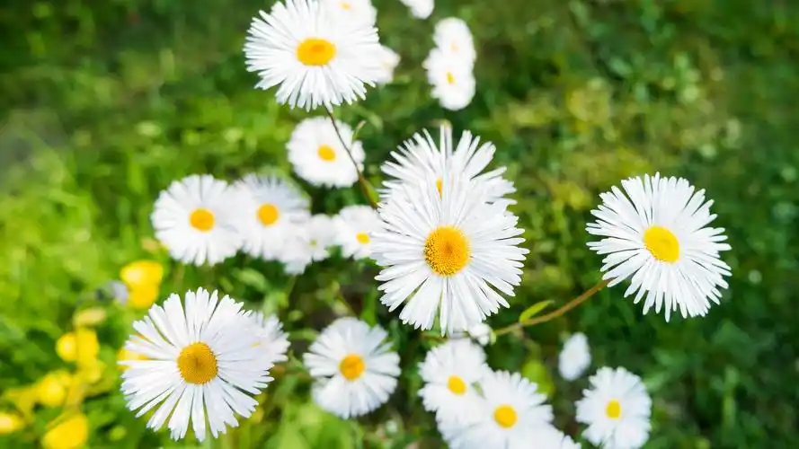 野外白菊花宽屏壁纸_清新淡雅的白菊花