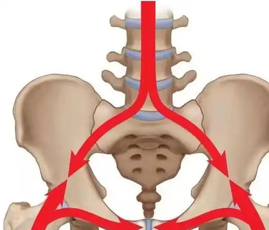 最主要经过骶髂关节和髋关节,如下图所示的立弓,坐弓传导.