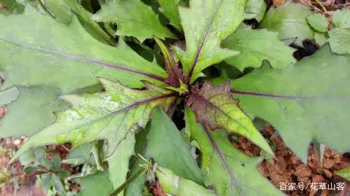 红背三七也叫菊三七,功效太好,野生的已经越来越少了