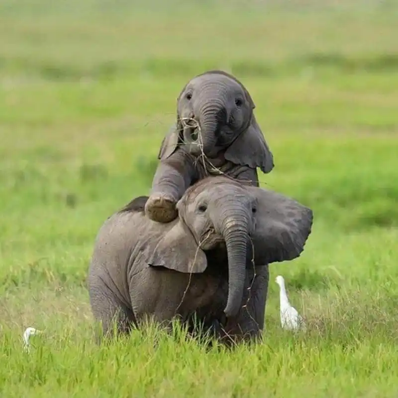 昨天是世界大象日,ins网友们用可爱的小象宝宝照片刷了屏,有点萌呀