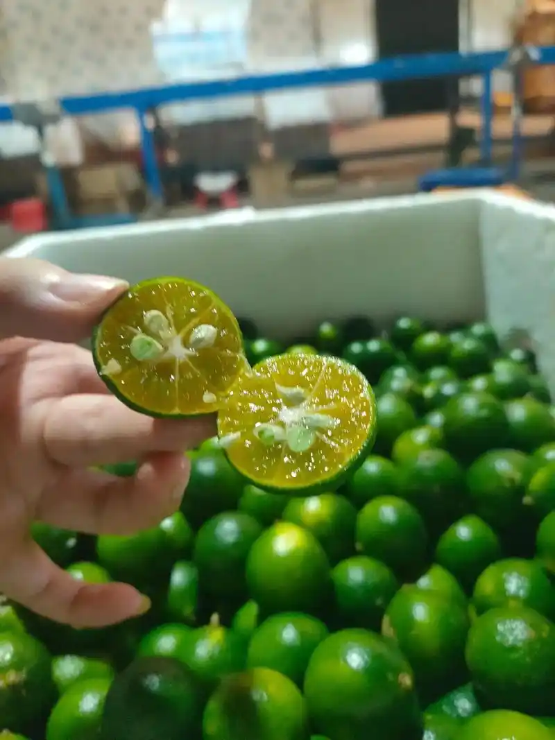 小青桔.海南新鲜小金桔 青金桔 小青桔柠檬奶茶原料  海南青 - 抖音