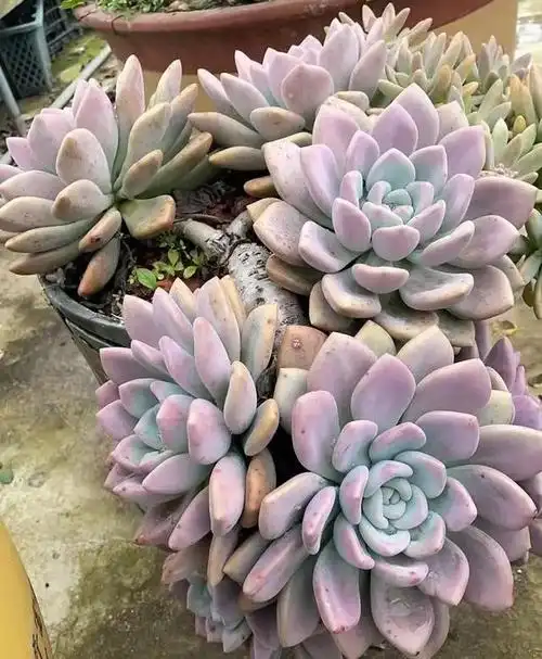 家有一老如有一宝,养护多年的奥普琳娜老桩,霸气不失唯美真好看