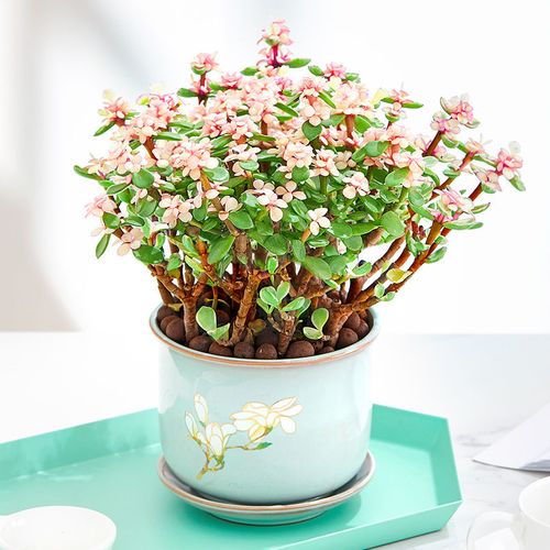 金枝玉叶花卉金玉满堂观花植物室内花花卉植物盆栽多肉植物新款