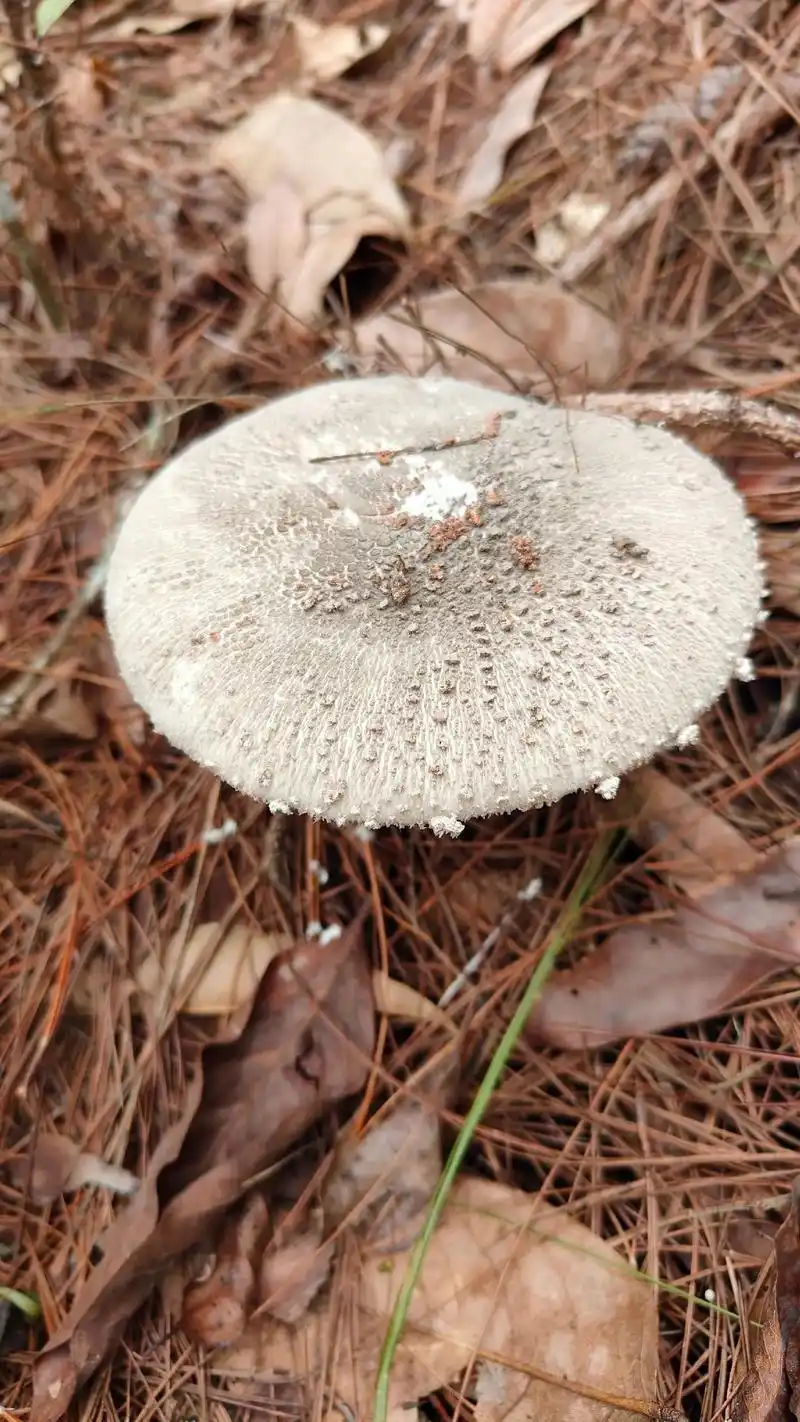 中华鹅膏菌识别:共六张照片,前两张为为可食中华鹅膏菌,后四张 - 抖音