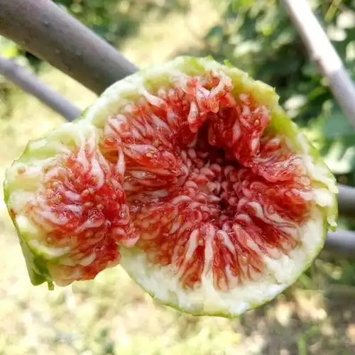 芭劳奈无花果苗多少钱,芭劳奈无花果苗种植技术