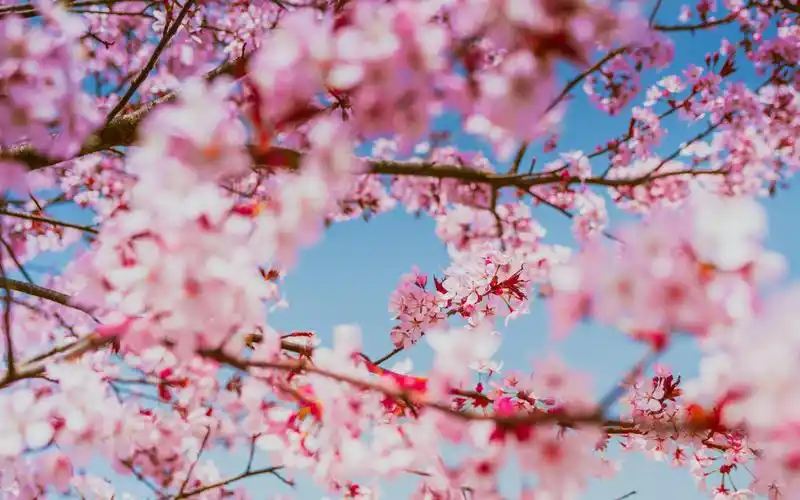电脑壁纸 花卉 鲜花 浪漫又唯美的樱花梦幻世界